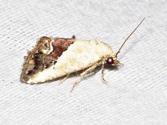 Lithacodia caffristis