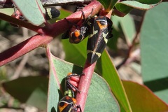 Eurymeloides pulchra