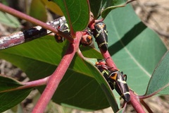 Eurymeloides pulchra