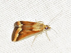 Achyra coelatalis