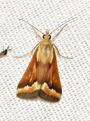 Achyra coelatalis
