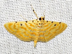 Notarcha quaternalis