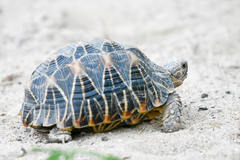 Indian Star Tortoise photo 4
