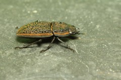Erichius caelatus