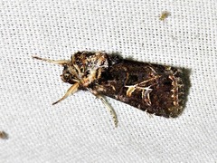 Spodoptera apertura