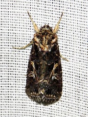 Spodoptera apertura