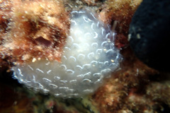 Polycitor