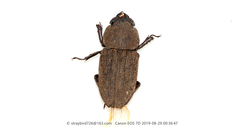 Dorcus