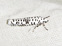 Yponomeuta strigillatus