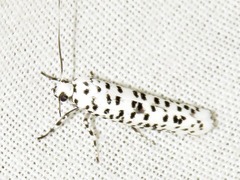 Yponomeuta strigillatus