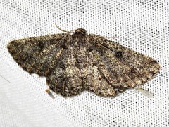 Aphilopota strigosissima