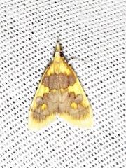 Sameodesma xanthocraspia