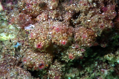 Stolonica australis