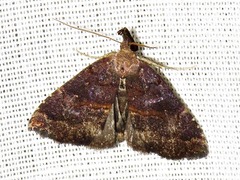 Hypena semlikiensis