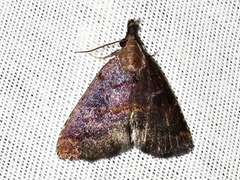 Hypena semlikiensis