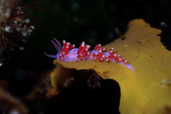 Coryphellina poenicia