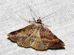 Maxera