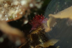 Coryphellina poenicia