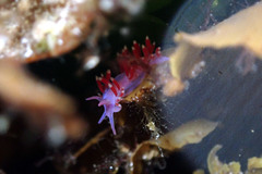 Coryphellina poenicia