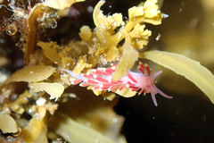 Coryphellina poenicia