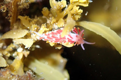 Coryphellina poenicia