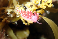Coryphellina poenicia