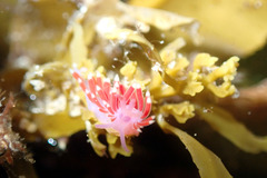 Coryphellina poenicia