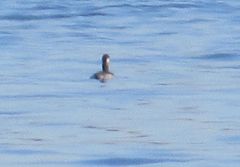 Podiceps nigricollis