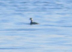 Podiceps nigricollis