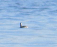 Podiceps nigricollis