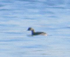 Podiceps nigricollis