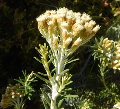 Ozothamnus turbinatus