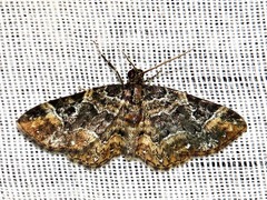 Melanthia ustiplaga