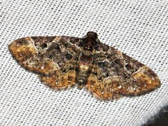 Melanthia ustiplaga