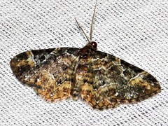 Melanthia ustiplaga