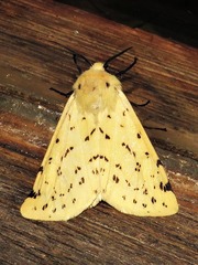 Eyralpenus testaceus