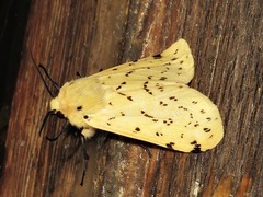 Eyralpenus testaceus