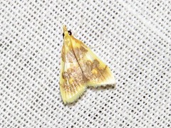 Sameodesma xanthocraspia