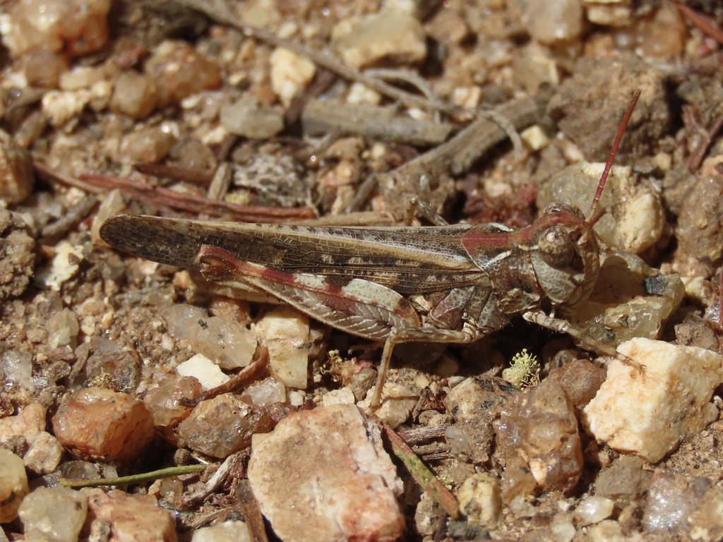 Austroicetes from Mount Korong Scenic Reserve, Glenalbyn, VIC, AU on ...