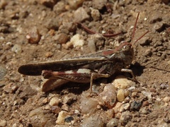 Austroicetes
