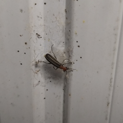 Epicauta floydwerneri