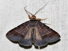 Plecoptera melalepis