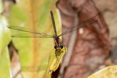 Austroargiolestes aureus