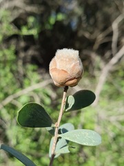 Dasineura tomentosa