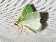 Chlorissa attenuata