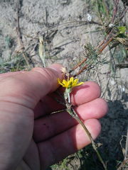 Tragopogon ucrainicus