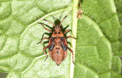 Deraeocoris olivaceus