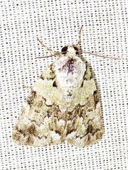 Blenina squamifera