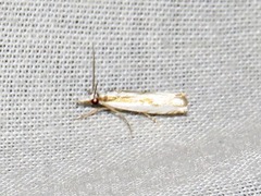 Crambus attis