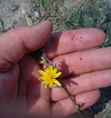Tragopogon ucrainicus